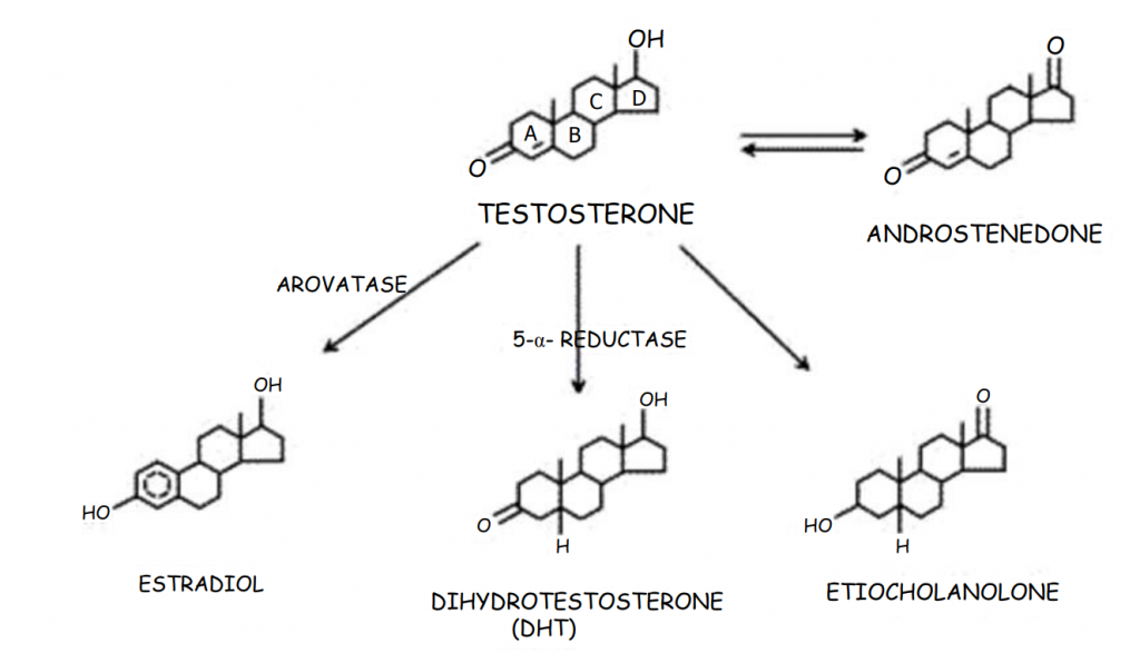 Le fonctionnement de la testostérone, LH et axes hormonaux by