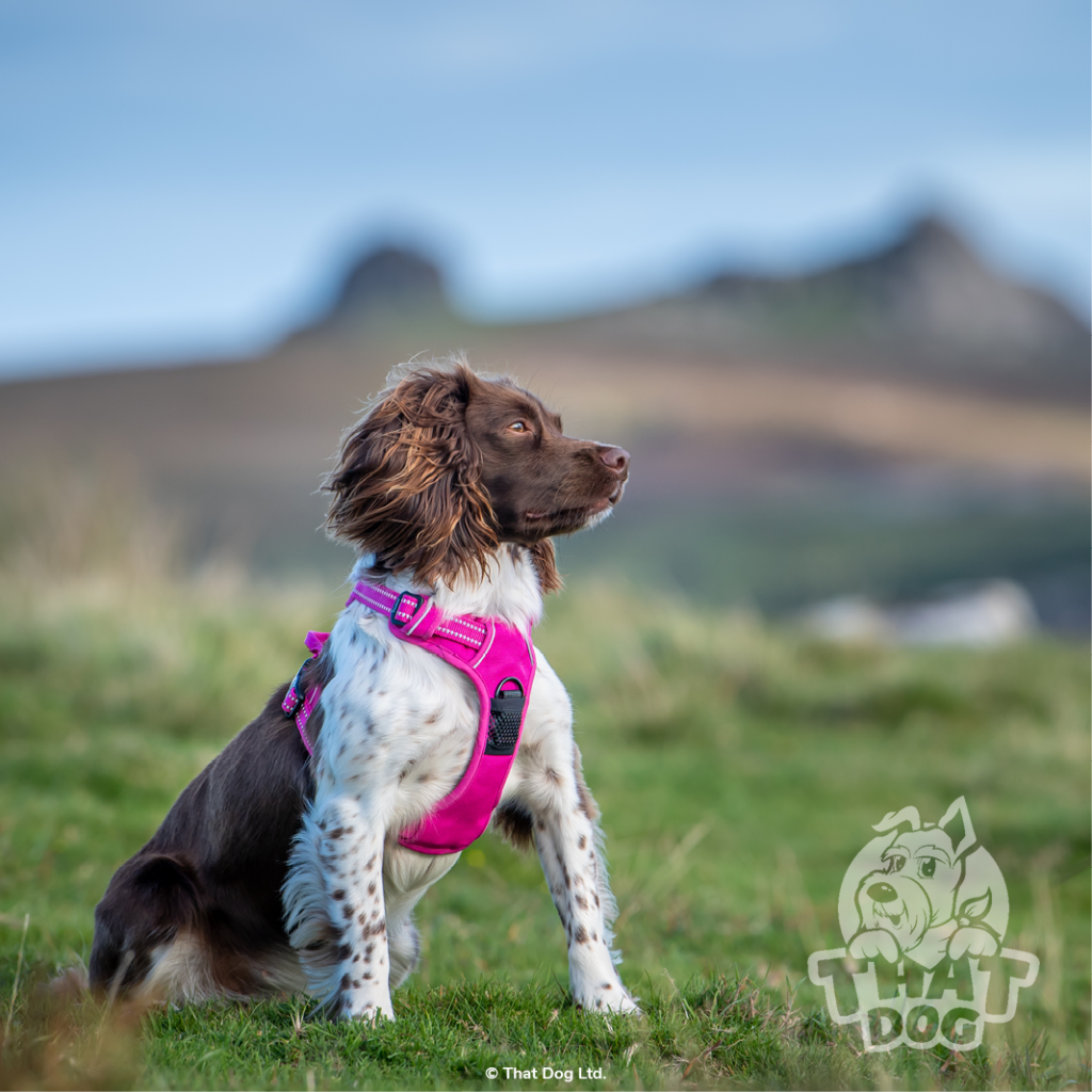 The Ultimate Guide to Dog Harness Truelove Comfort, Safety, and Style