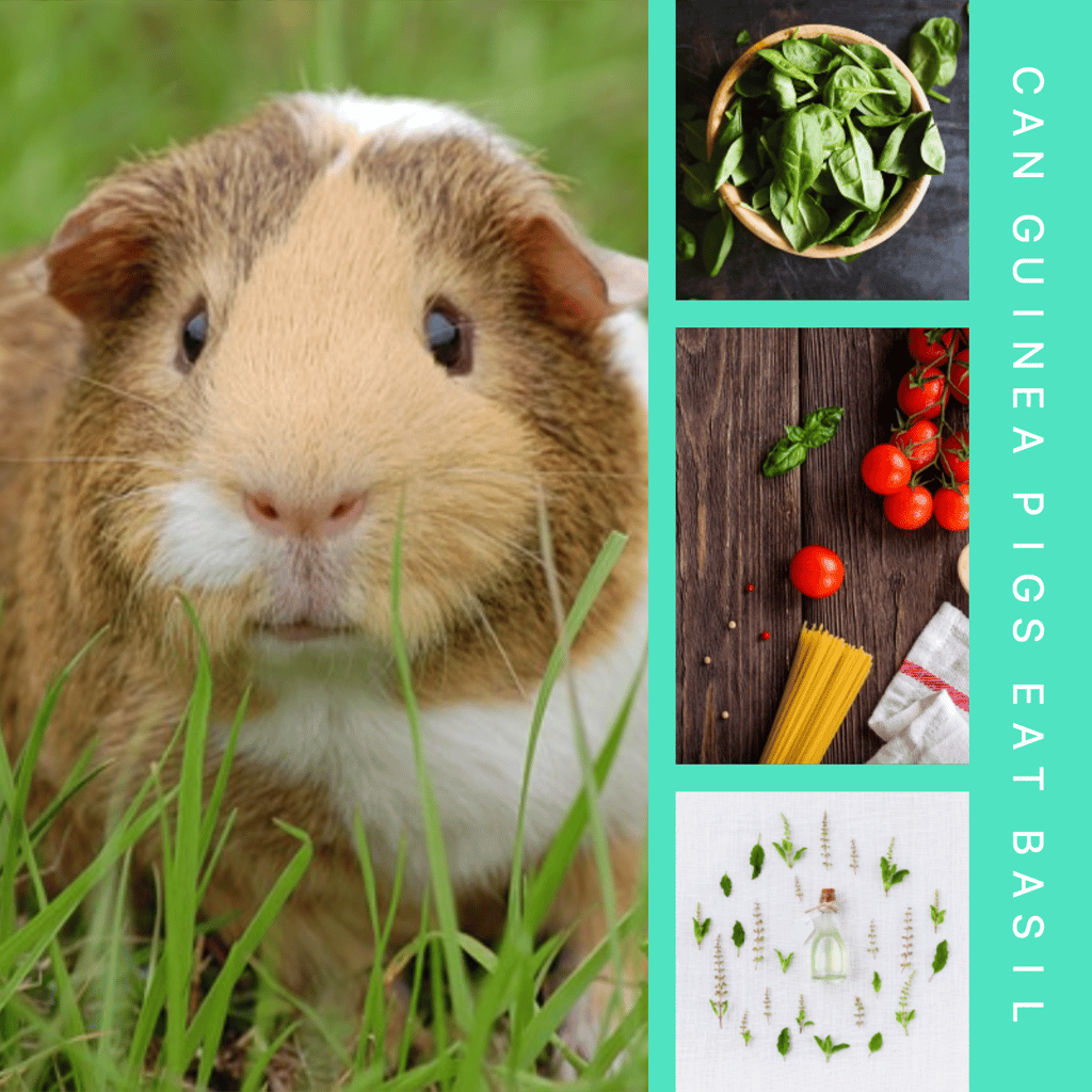 Can Guinea Pigs Eat Basil?.