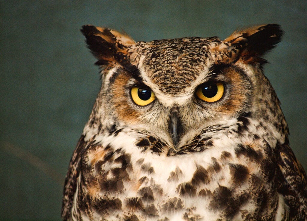 The Great Horned Owl