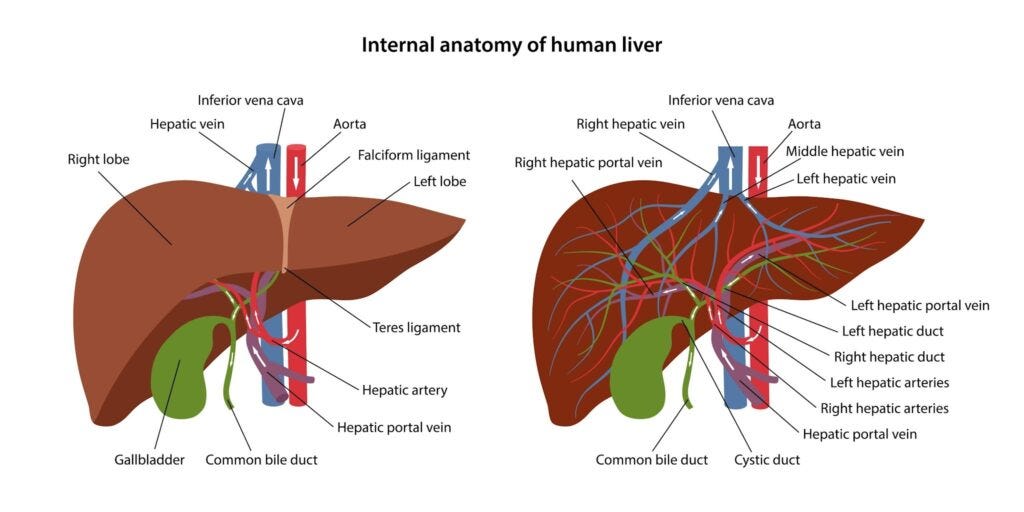 The Silent Guardian: Understanding Your Liver’s Heroic Role