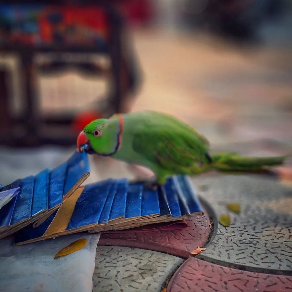 Parrot Card Reading — Random Thoughts | by Ramana Pingili | Medium