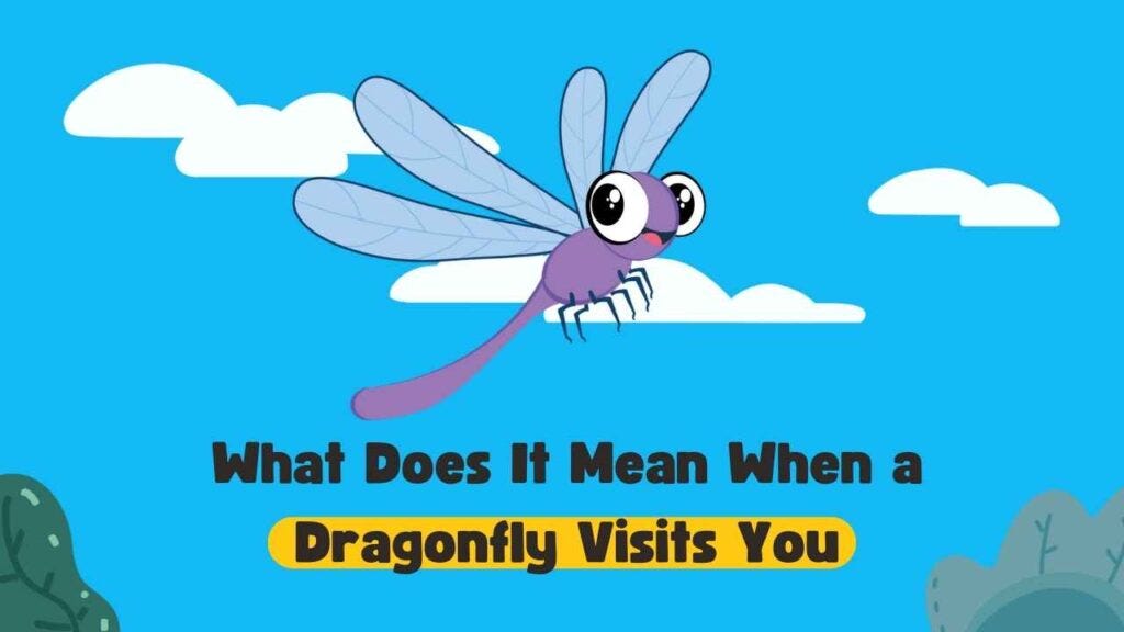 5 Insights: What Does It Mean When a Dragonfly Visits You | by