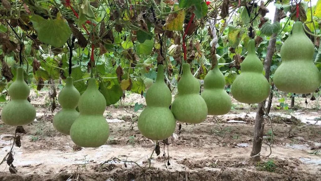 Bottle gourd. The most essential plant is the bottle… by Santhifruit