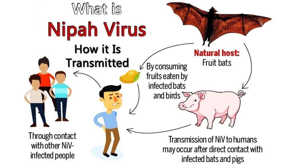 What is Nipah Virus? Symptoms, Causes and Treatment Awareness for