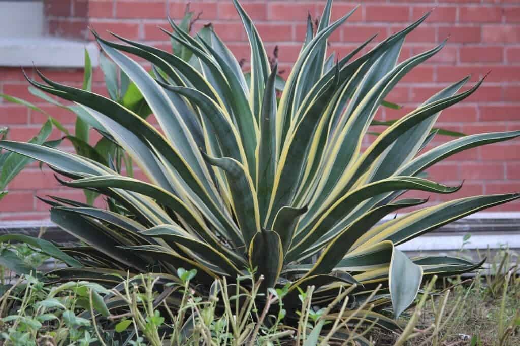 How Much Light does a Snake Plant Require? by Plantscraze Medium