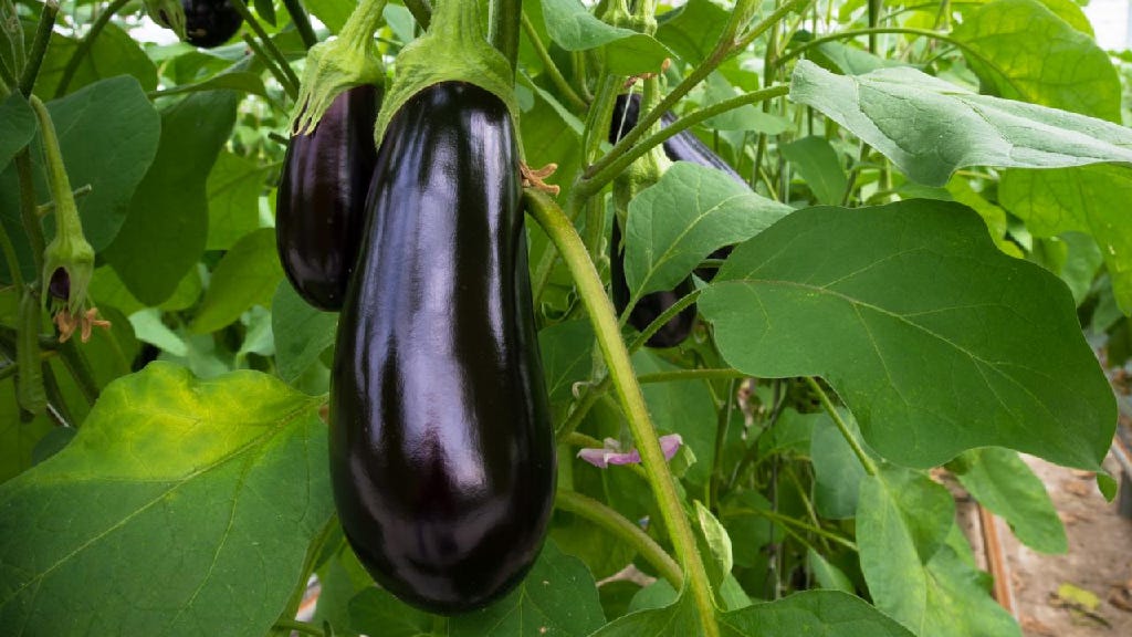 Brinjal. Varieties by Santhiflower Medium