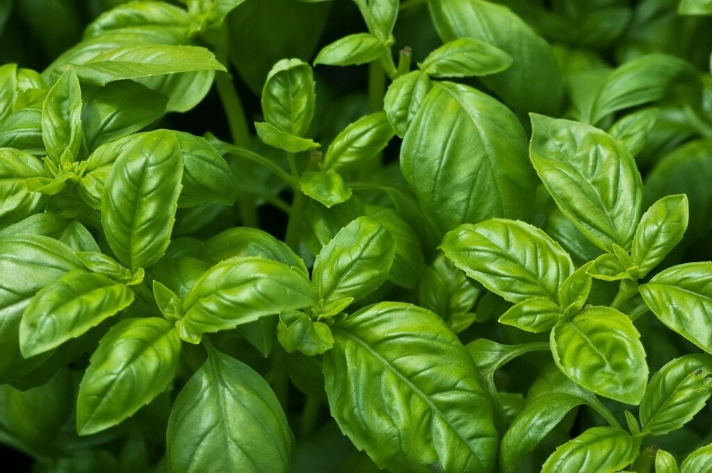 Basil : Tanaman Herbal dengan Segudang Manfaat untuk Kesehatan dan Kuliner