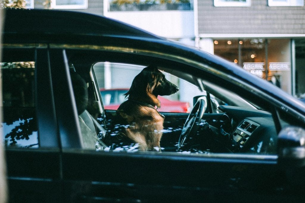 Exploring Indoor Dog Parks: Bringing the Outdoors Inside for Canine Fun