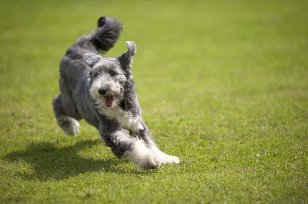 Bärtiger Collie | Geschichte, Pflege und Charakter | Pet Yolo-Magazin