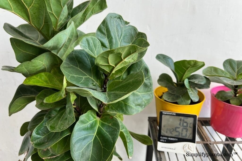 How Do You Take Care Of A Fiddle Leaf Fig In The Winter? by Simplifyplants Aug, 2024 Medium
