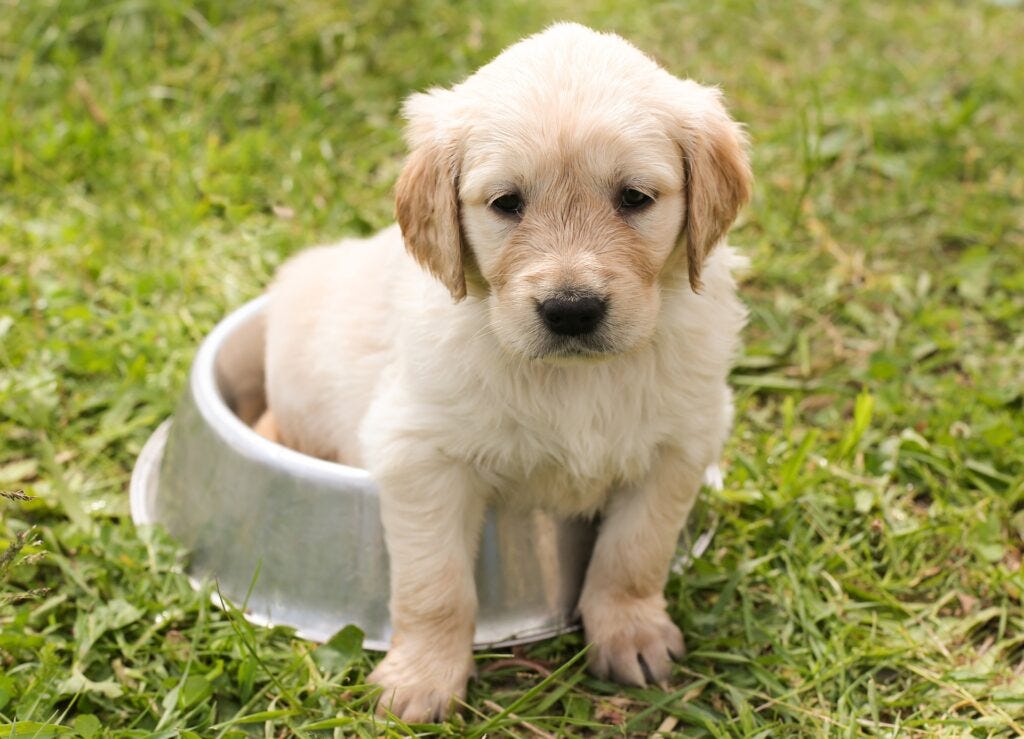 Housebreak a Puppy The Ultimate Guide for Successful Training by