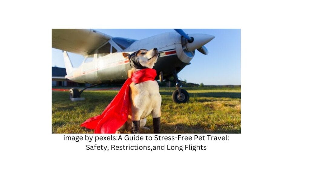 A Guide to StressFree Pet Travel Safety, Restrictions,and Long