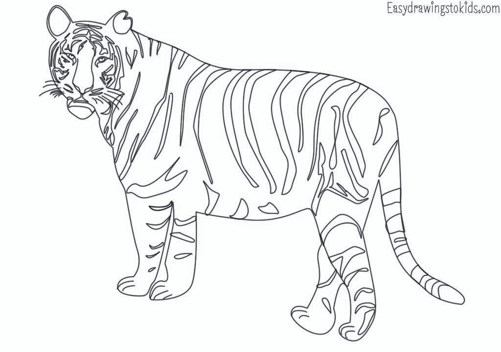 drawings of wild animals