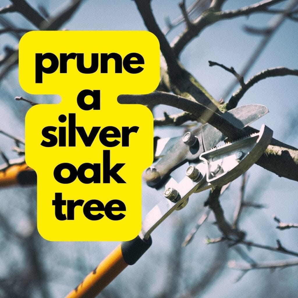 What is the best way to prune a silver oak tree? by