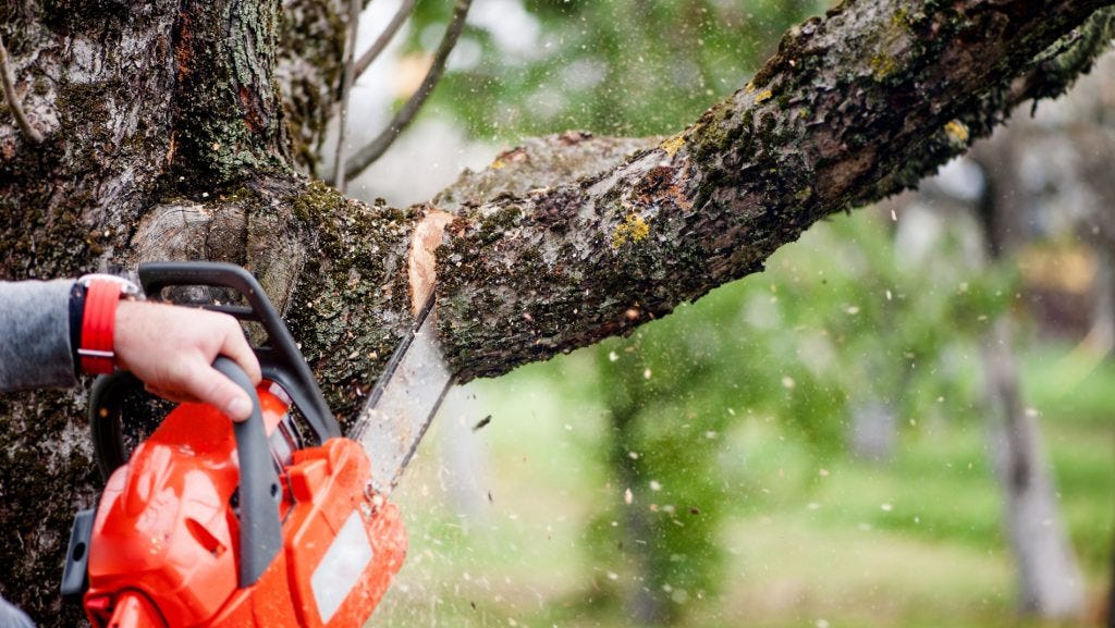 HOW TO PROTECT TREES DURING CONSTRUCTION TIPS FOR HOMEOWNERS by Nancy