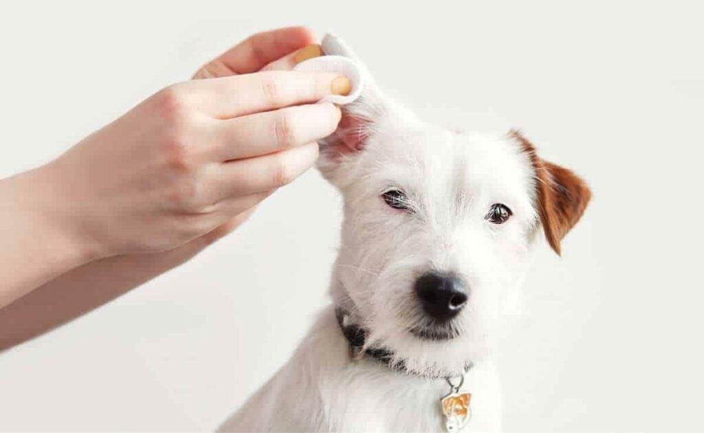 Dog Ear MitesWhy is Your Dog’s Ear Swollen? 5 Possible Causes and How