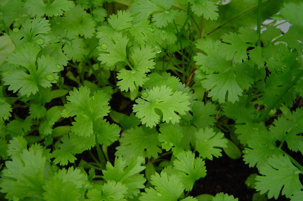 Benefits of Coriander for Hair by healthy & stylish Healthy