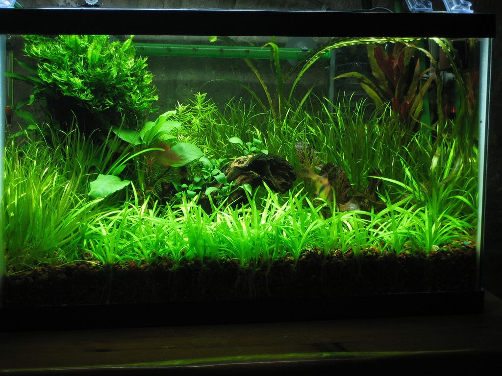 Low tech planted Tank (no co2)