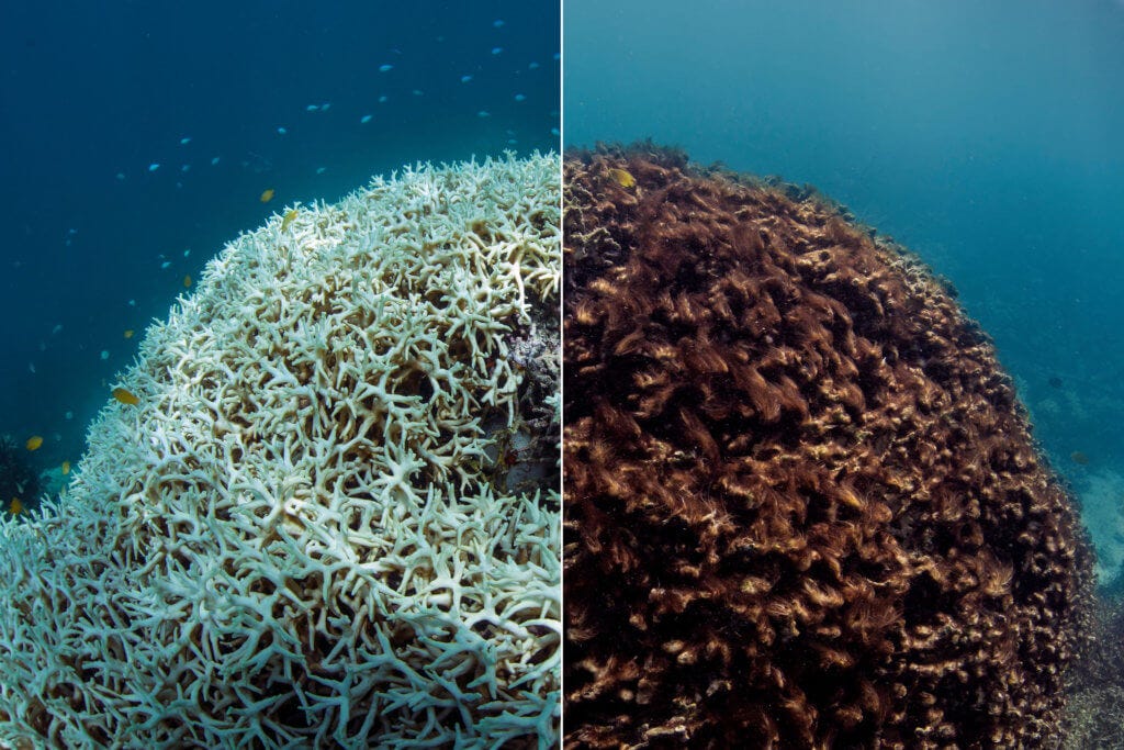 Coral Bleaching: The Silent Crisis Beneath the Waves 🌊