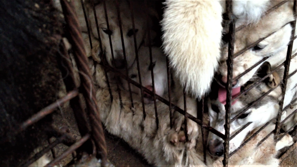 South Korea’s Dog Meat Industry, Jeju. Coexistence of Animal Rights on Earth (CARE).