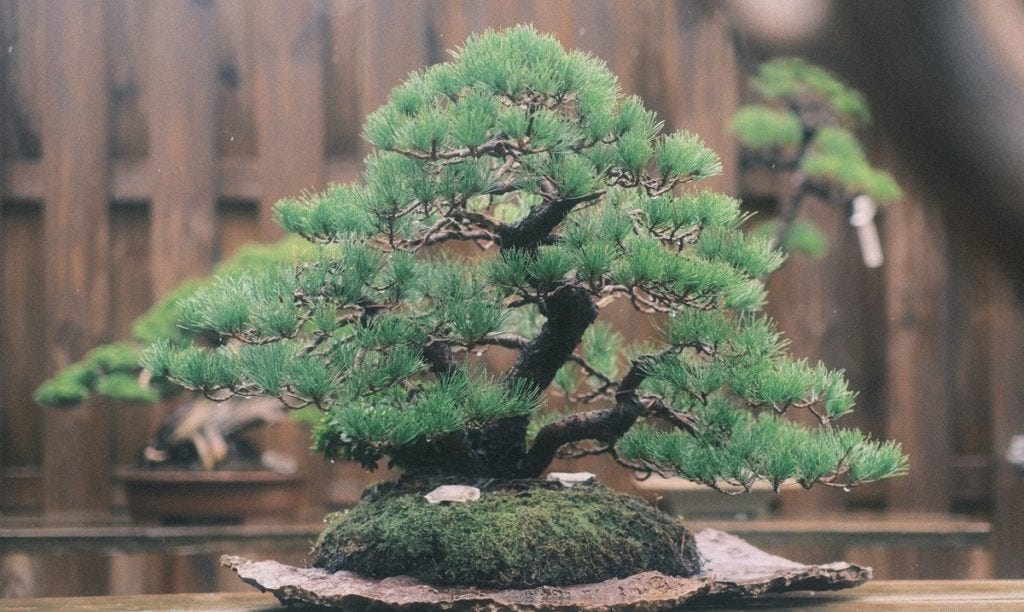 Shore Pine Bonsai: Sculpting Nature's Coastal Beauty | by Agrimattic.com |  Apr, 2024 | Medium