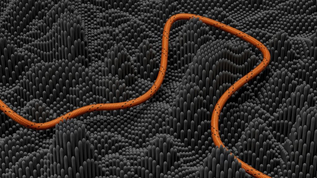 Beyond Correlation: A Practical Guide to the Backdoor Criterion in Python
