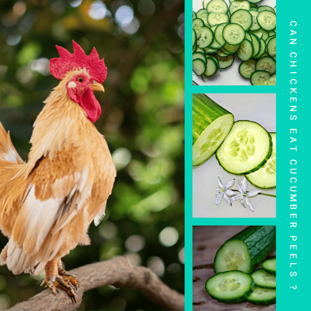 Can Chickens Eat Cucumber Peels?. Yes, chickens can eat cucumber peels
