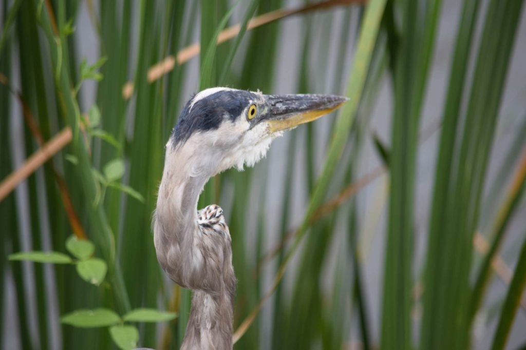 An Exciting Nature Drive on “Lake Apopka Wildlife Drive”