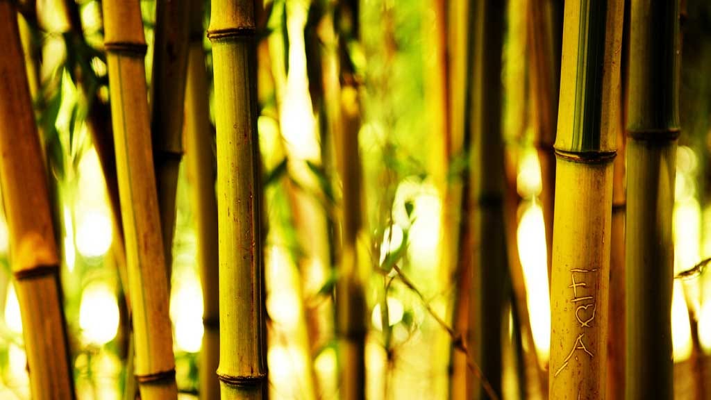 How Fast Does Bamboo Grow? by Zippy Facts Medium