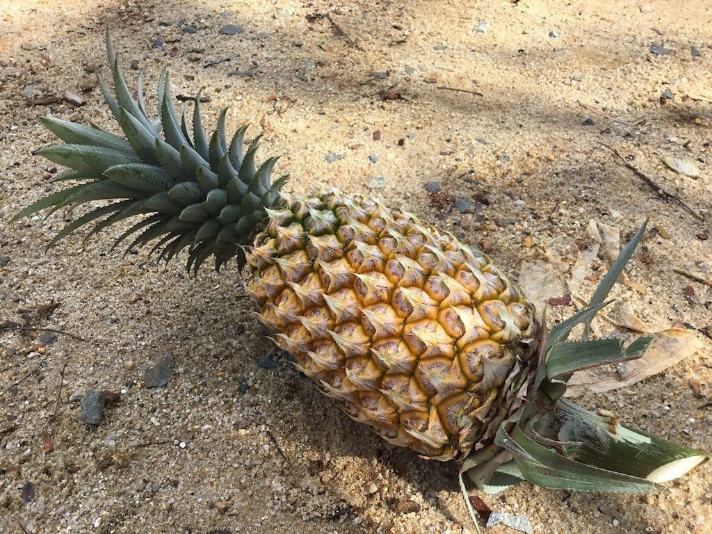 Where Do Pineapples Come From