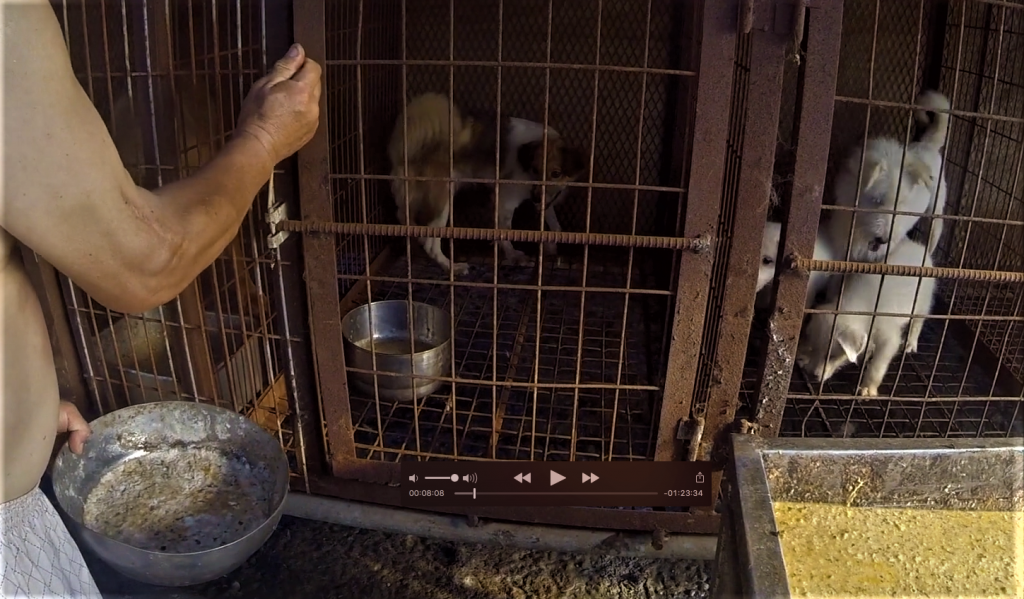 Photo: Documentary — The Dog Meat Professionals, Korea. The Korea Observer.