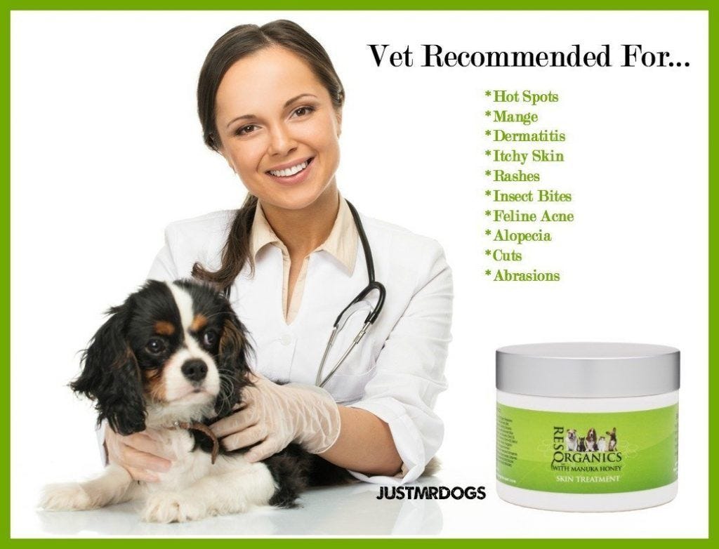 Why is my dog itching all of a sudden? by Maria Shahzeen Tariq Medium