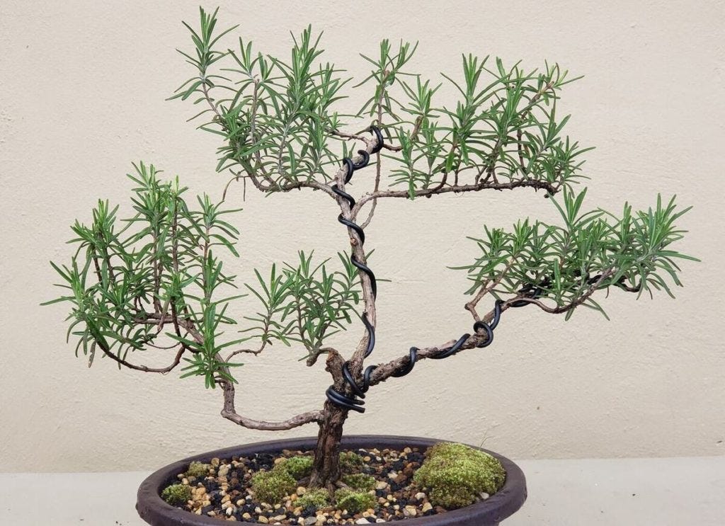 Bonsai Rosemary Bringing the Mediterranean to Your Home by