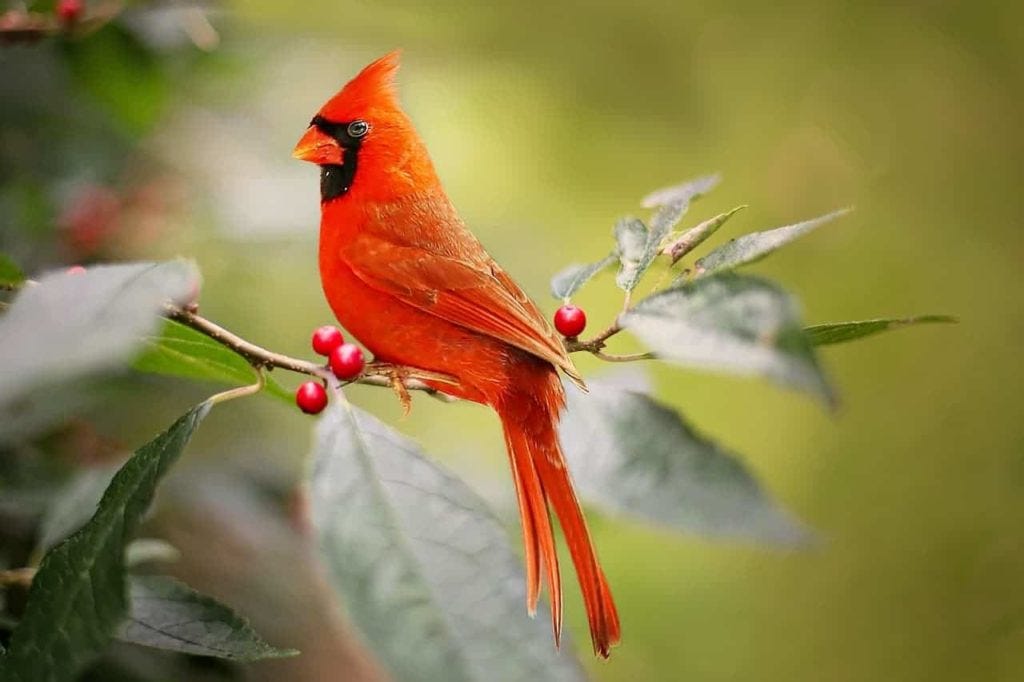 Meaning of Red Cardinal Birds What is the Meaning of Seeing a Red