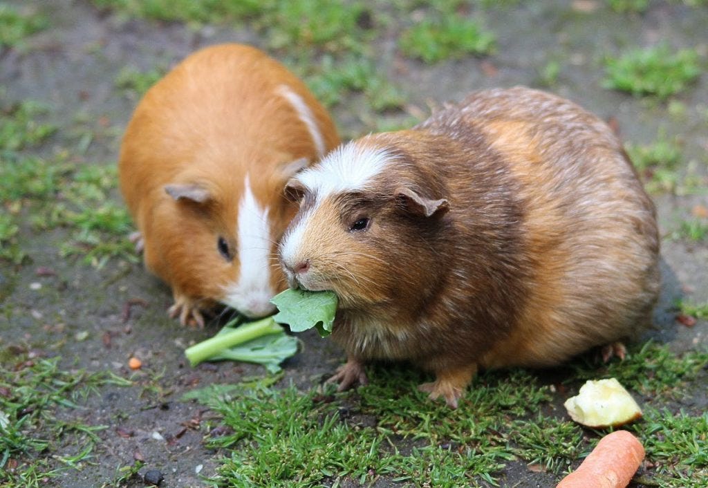 Nutrition Guide Can Guinea Pigs Eat Asparagus, Cabbage, and More? by Healthier YOU by ADS