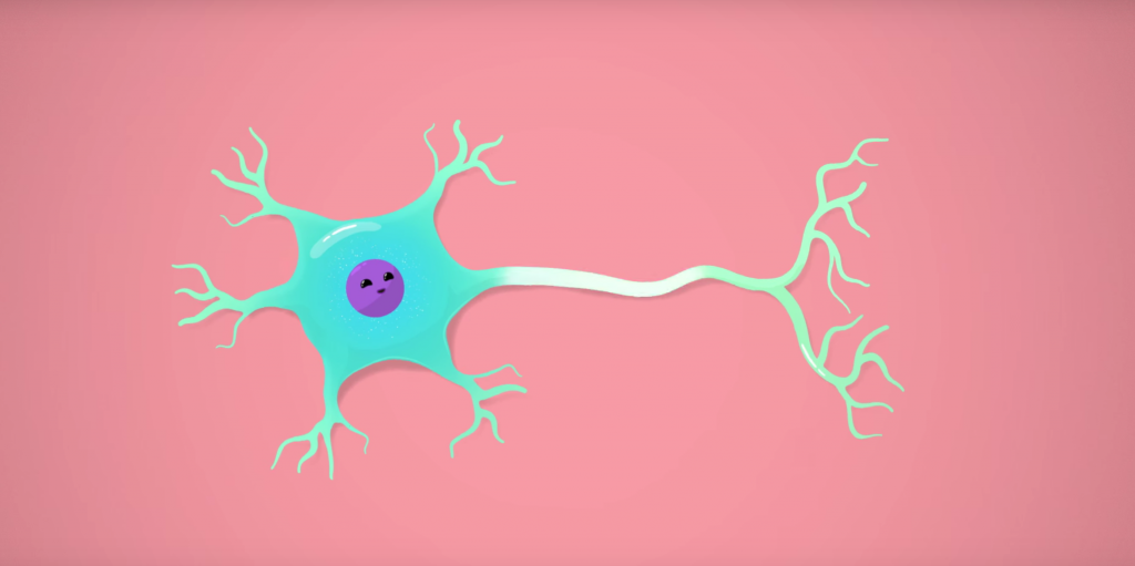 Crash Course The Nervous System. I love neurons. I love them so much
