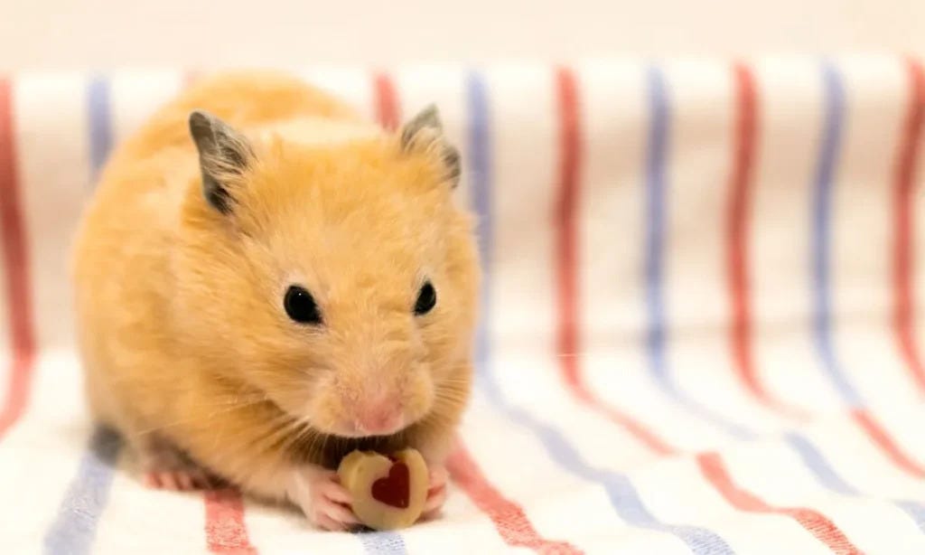 The Ultimate Guide to Choosing the Right Hamster cage Bedding for Your