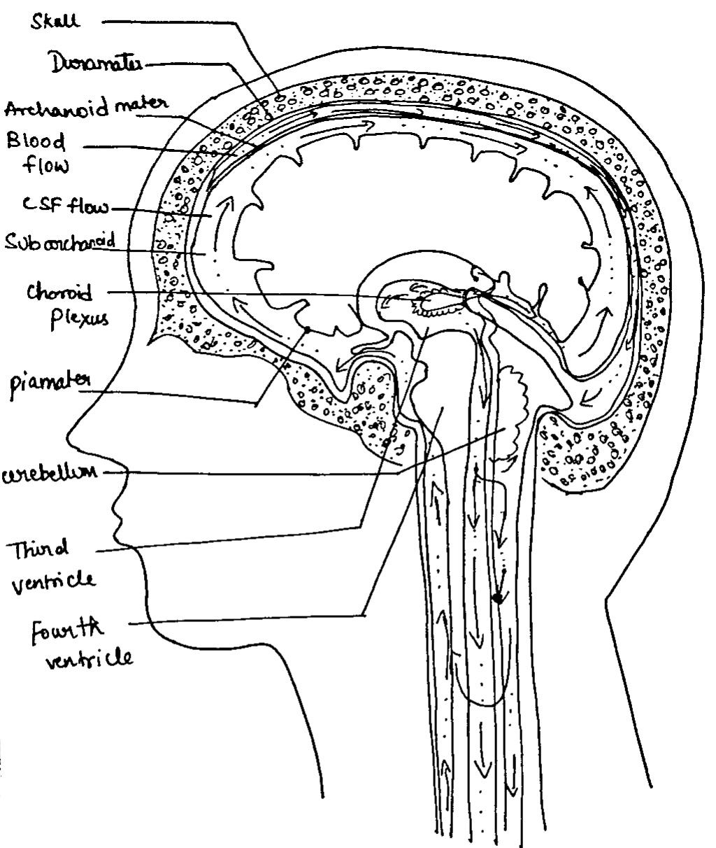 How Hydrocephalus Condition Affects Cognitive Functions?