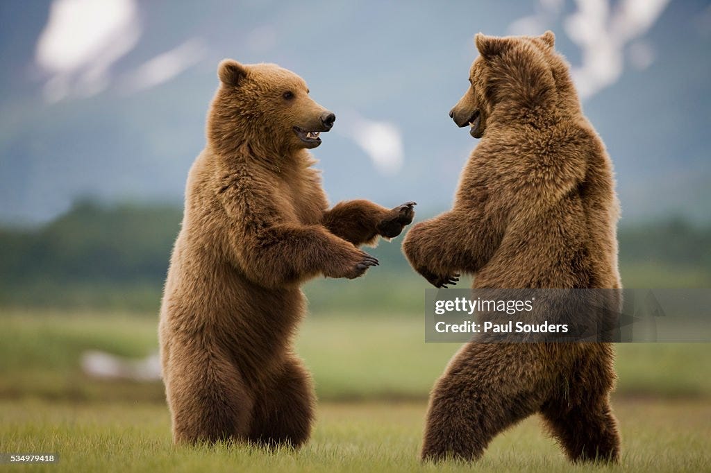 We Fight Like Sisters, Love Like Bears 🐻✨