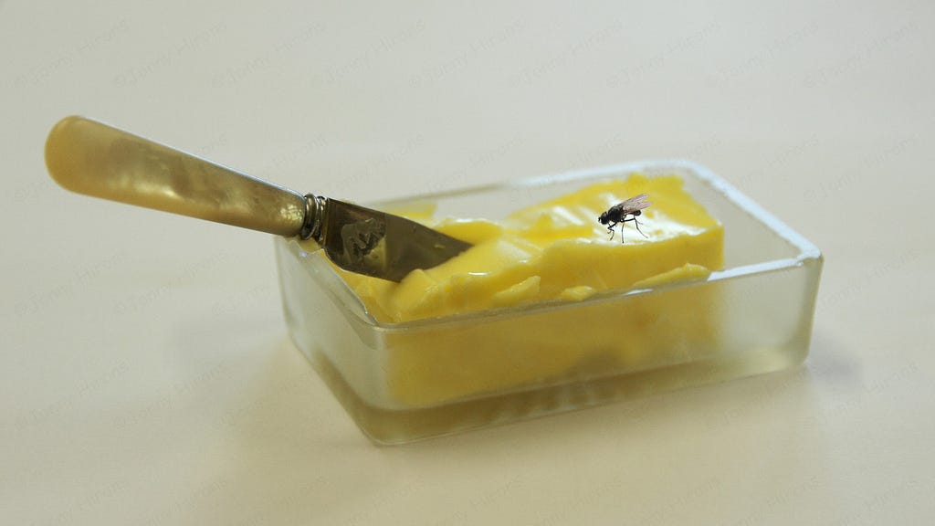 Fly v. Margarine. When a fly lands and gets stuck in some… by Stephen