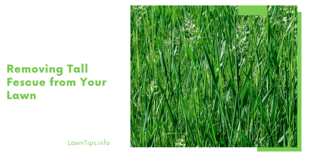 Removing Tall Fescue from Your Lawn — Lawn Tips Lawn tips Medium