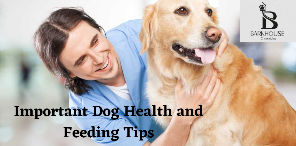 Learn Most Important Dog Health and Feeding Tips by Barkhouse
