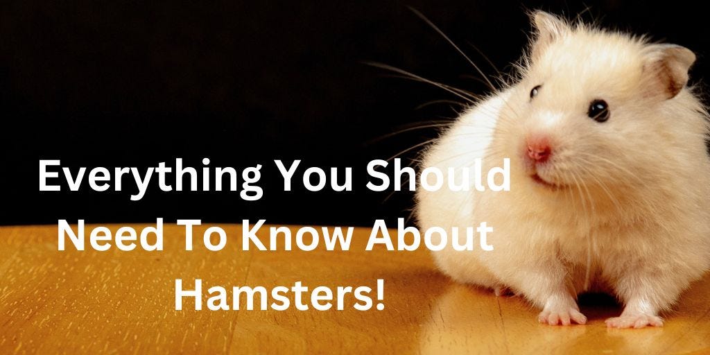 EveryThing You Should Need To Know About Hamsters! | by Animals ...