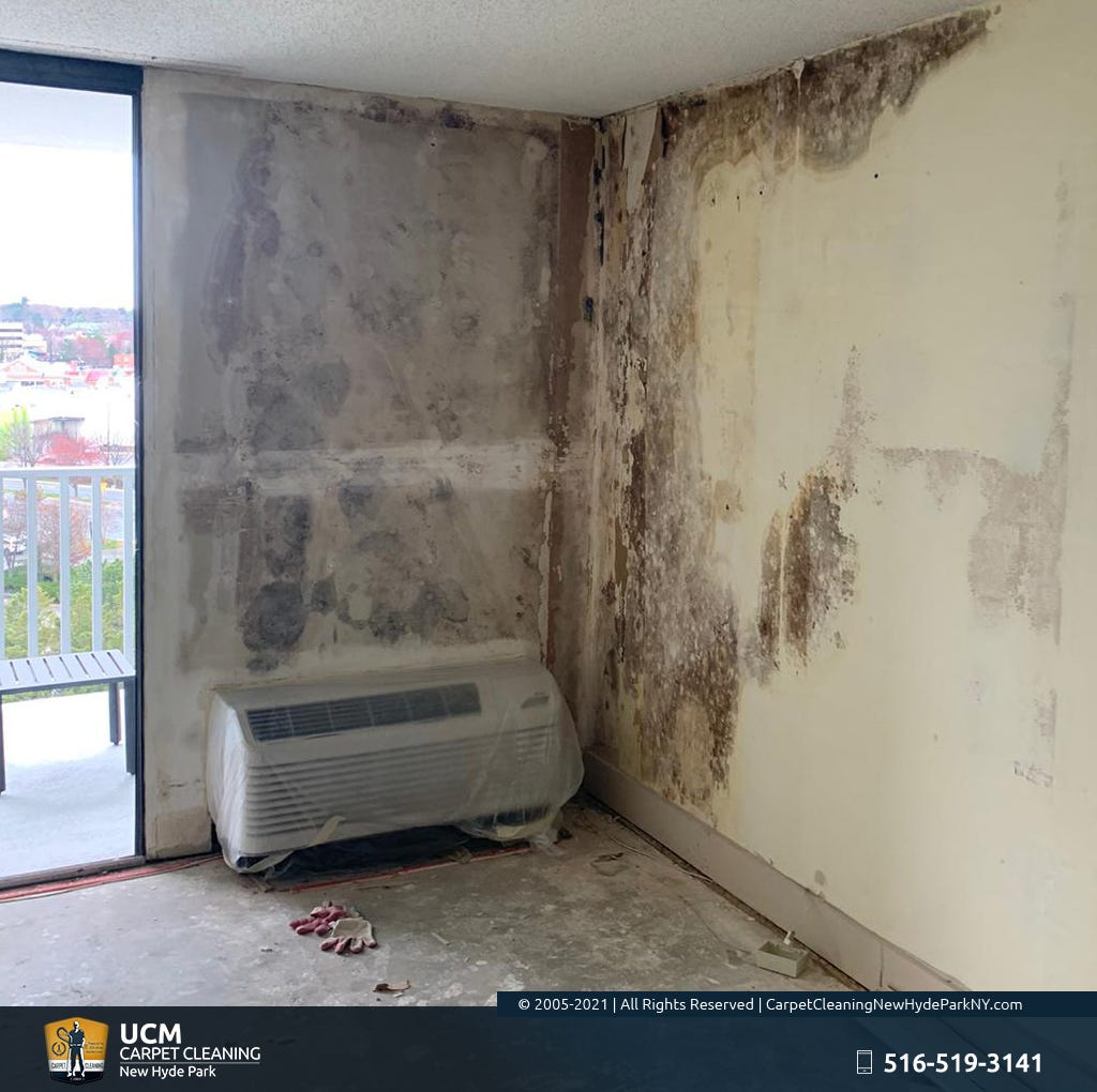 Mold Remediation in New Hyde Park Wayne Casey Medium