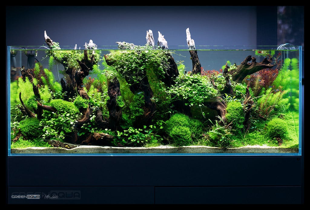 Aquascaping How to Create Your Own Aquarium Design and Layout by