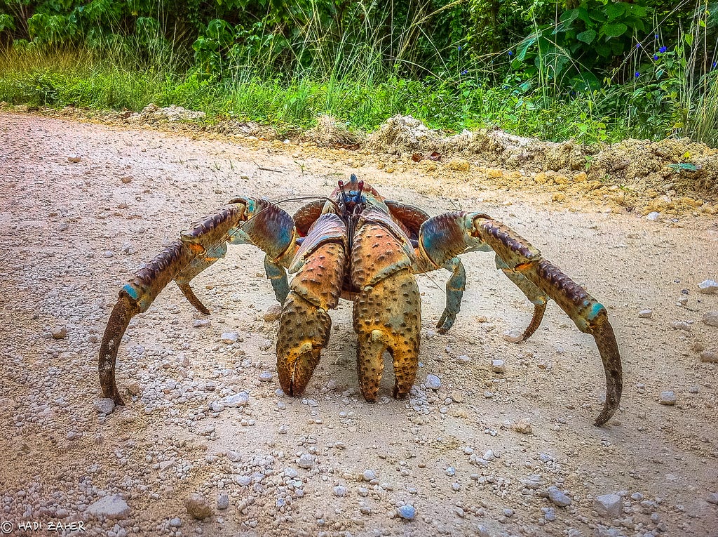 Coconut Crab Attacks Human Video