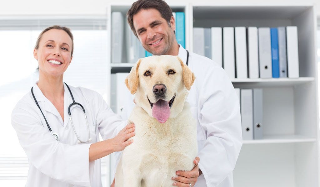 HOUSTON VET CLINIC webkey6666 Medium