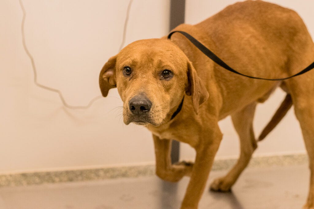 What are some circumstances that could lead a dog “rescue” to a