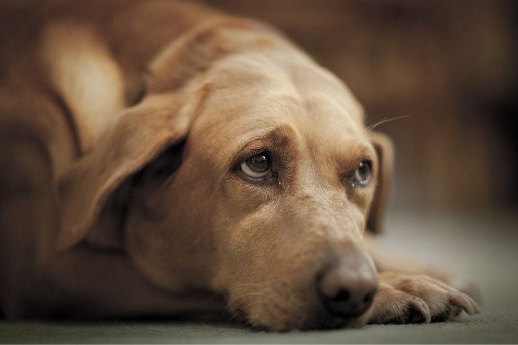 Do Dogs Really Feel Guilty?
